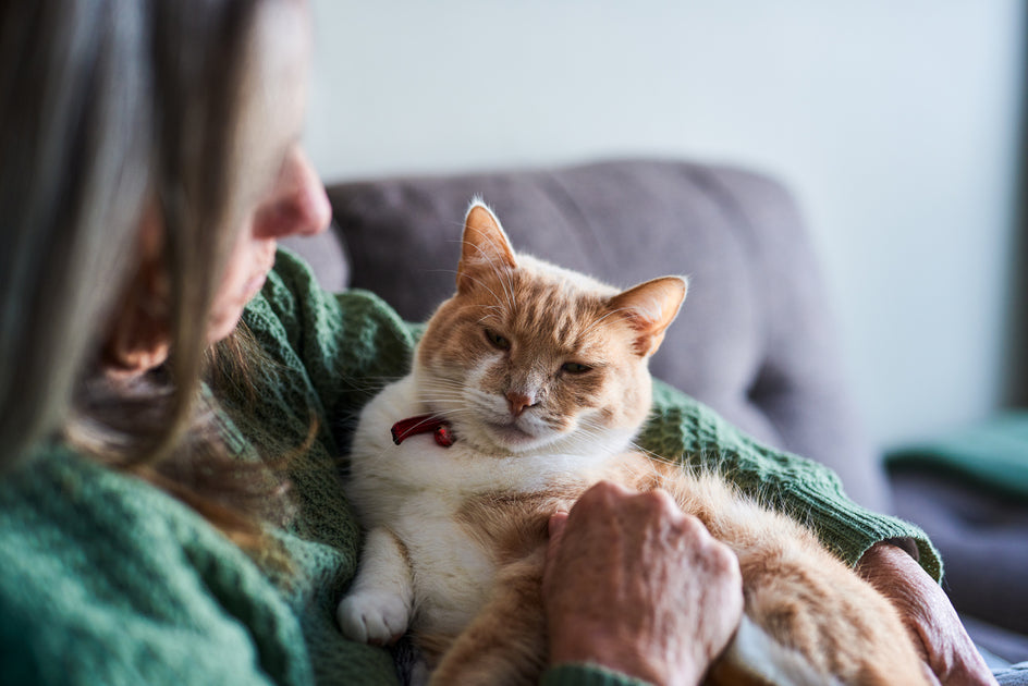 Image showcasing How to Tell If Your Cat Has a UTI – Express Vet