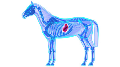 Pharmacist: How to Prevent and Treat Horse Stomach Ulcers with GastroGard Omeprazole
