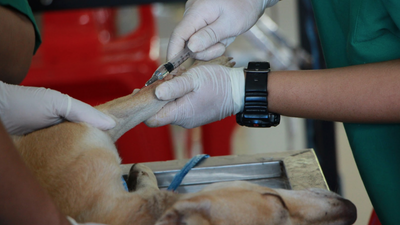 Staph Infections in Dogs and How to Treat It