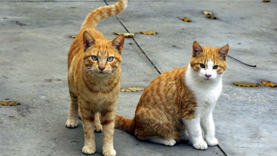 How To Treat Ringworm In Cats