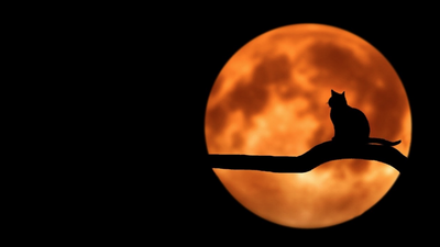 Do Full Moons Affect Cats?