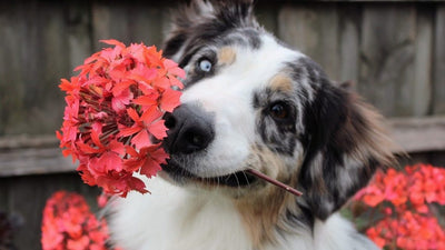 Common Plants that Are Poisonous for Cats and Dogs