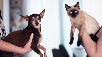 Amlodipine for Cats and Dogs with High Blood Pressure
