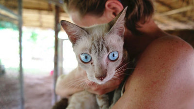 Blood in Your Cat’s Urine: What Should You Do?