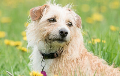 Why Dog Noses Are Wet