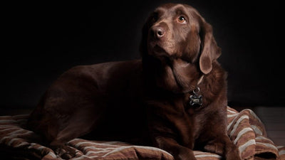 Constipation in Dogs: What You Can Do to Help