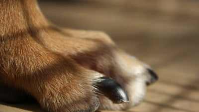 Clipping Dog Nails: How to Do It Right
