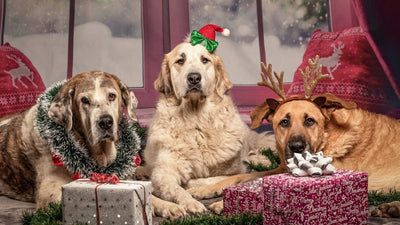 Pet Gifting: How to Do It Right
