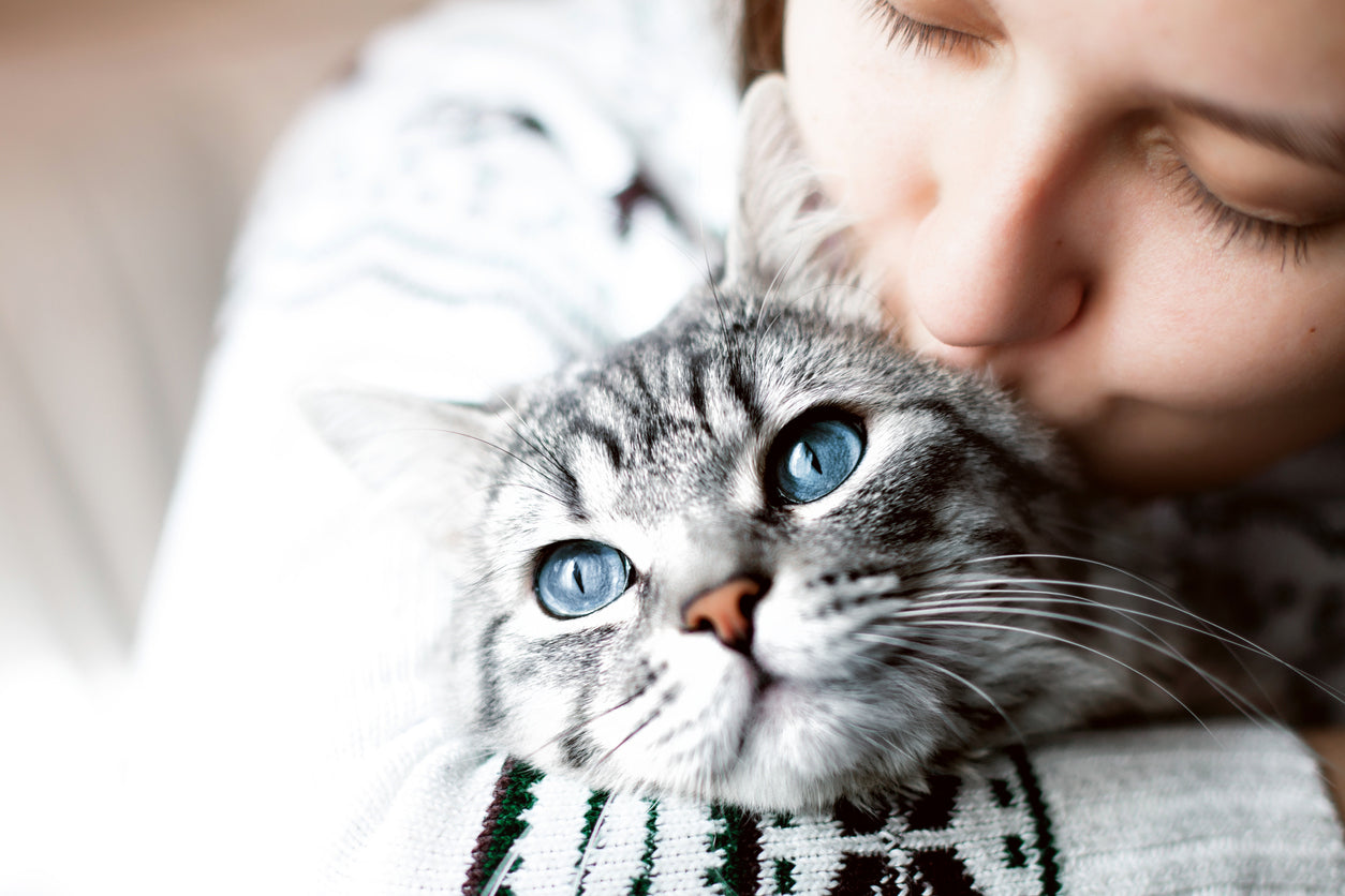 Congestive Heart Failure in Cats: How to Treat It